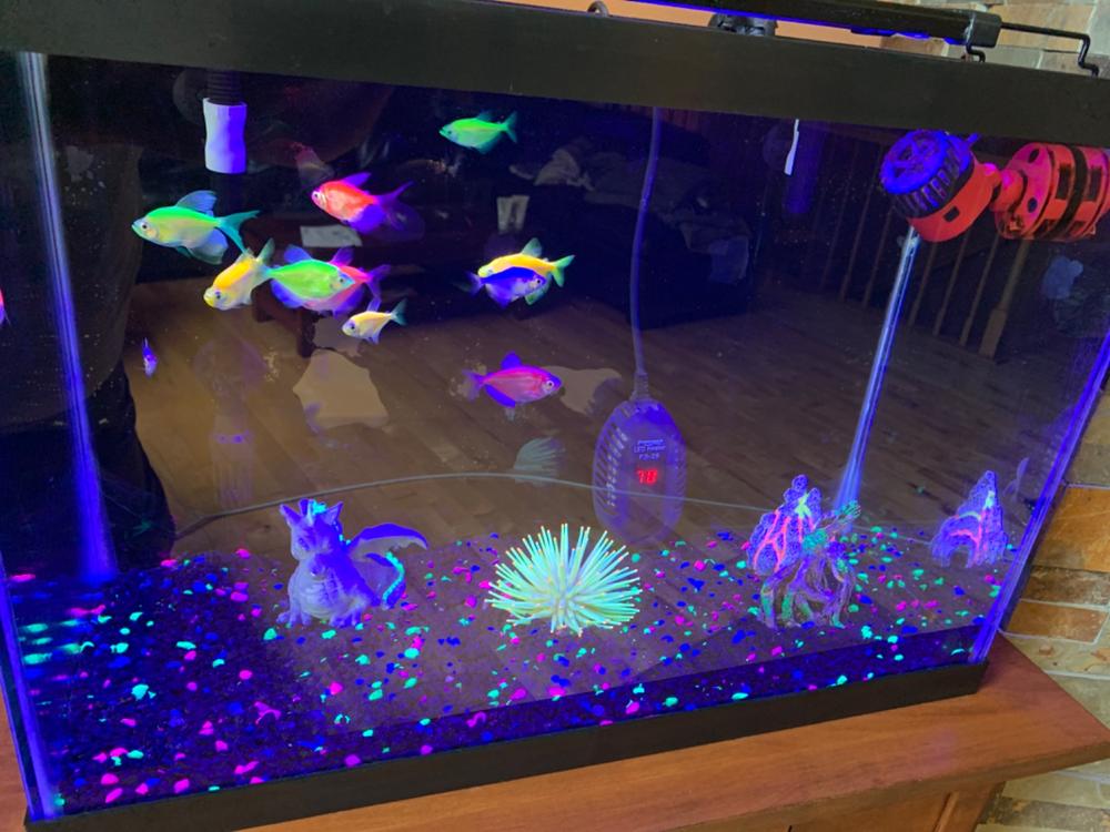 GloFish® Tetra Deluxe Collection - Customer Photo From Anonymous