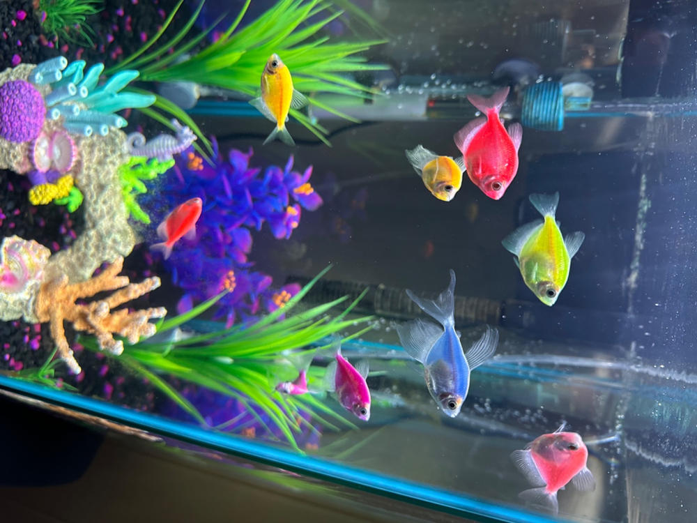 GloFish® Skirt Tetra Deluxe Set (8 ct) - Customer Photo From patrice gulliford