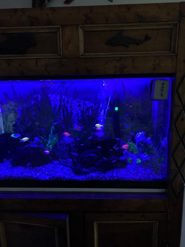 GloFish® Skirt Tetra Deluxe Set (8 ct) - Customer Photo From Ariocha Perez