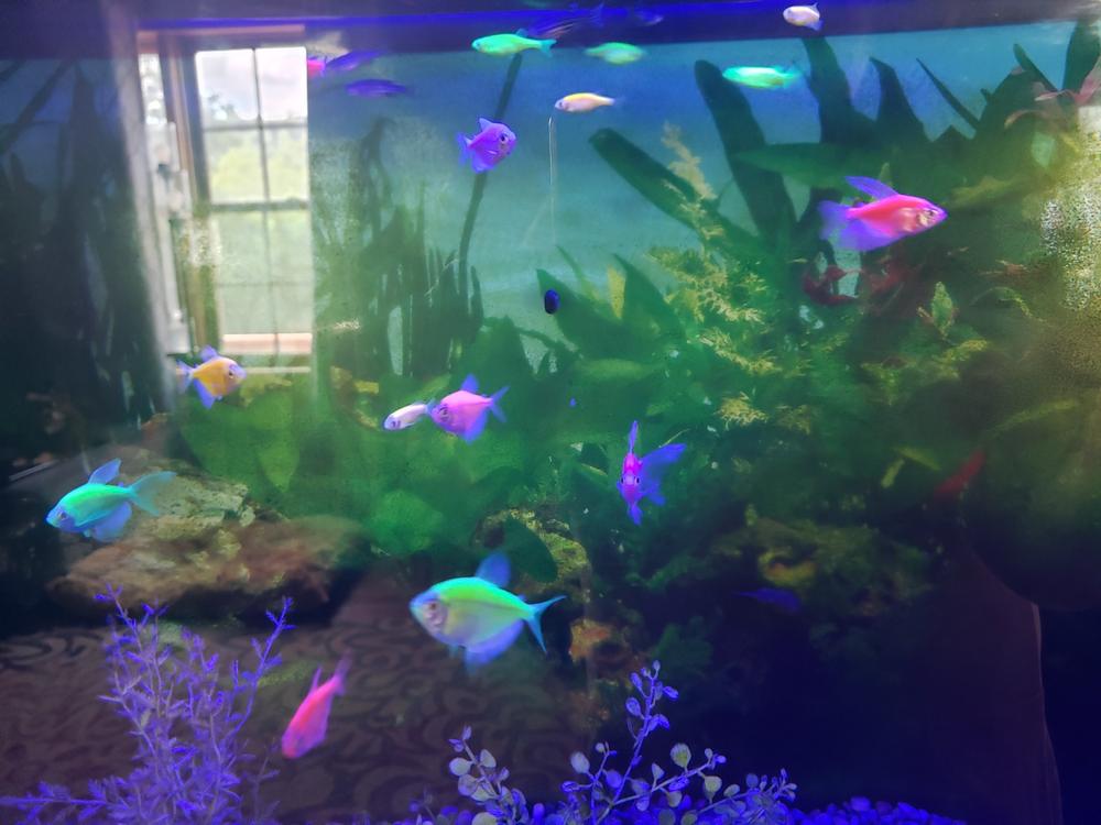 GloFish® Tetra Deluxe Collection - Customer Photo From James Litman