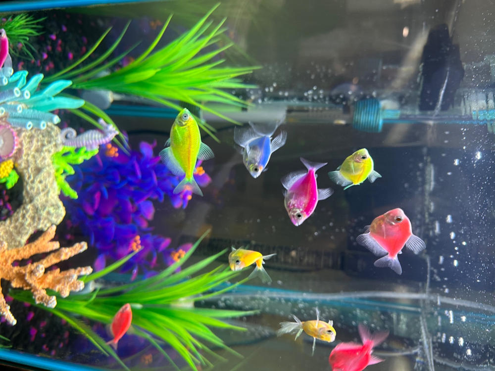 GloFish® Skirt Tetra Deluxe Set (8 ct) - Customer Photo From patrice gulliford