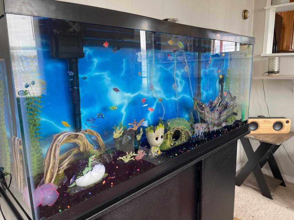 GloFish® Tetra Deluxe Collection - Customer Photo From Madan Mishra