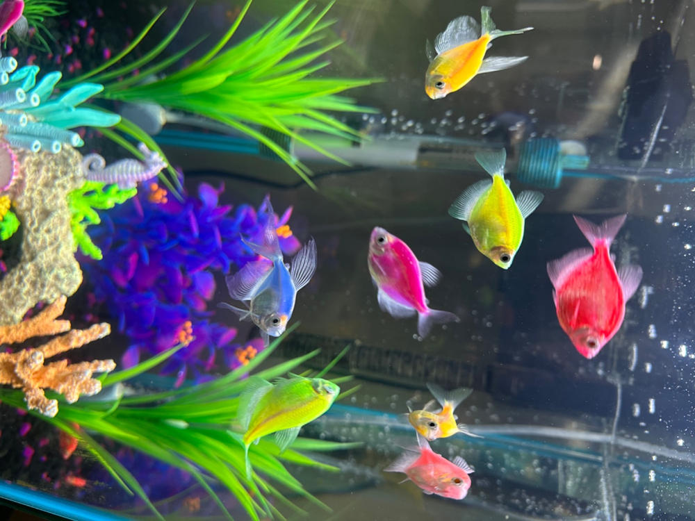 GloFish® Skirt Tetra Deluxe Set (8 ct) - Customer Photo From patrice gulliford