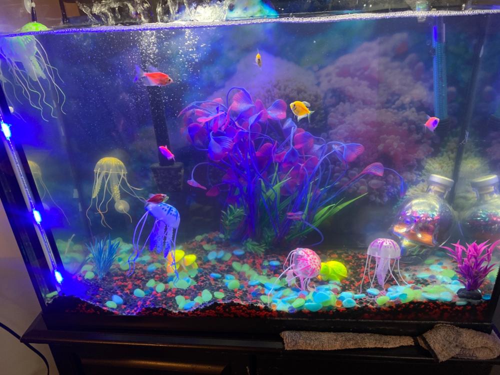 GloFish® Tetra Deluxe Collection - Customer Photo From Kristopher White