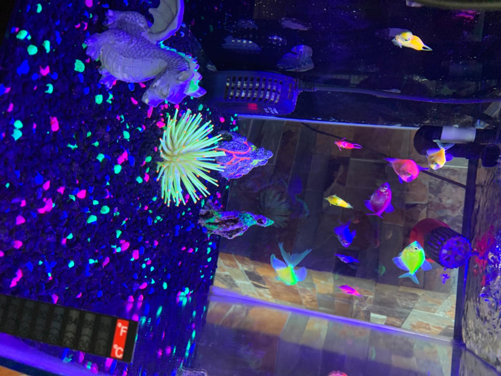 GloFish® Tetra Deluxe Collection - Customer Photo From Anonymous