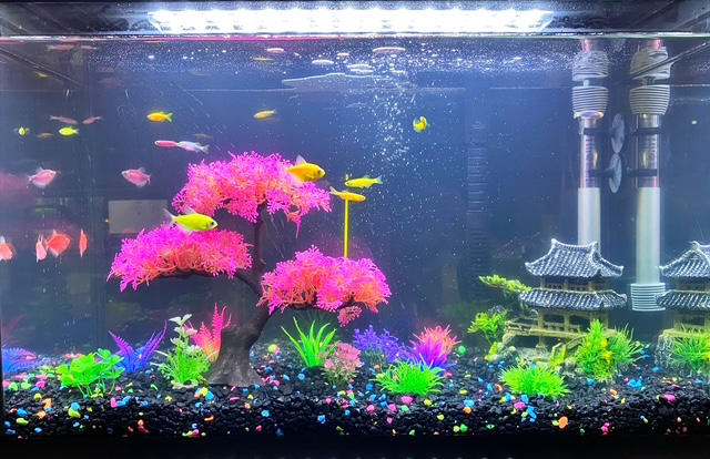 GloFish® 20G Skirt Community Set (16ct) - Customer Photo From Robert Acevedo