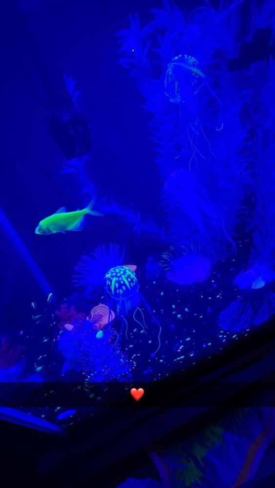 GloFish® 20 Gallon Community Danio-White Skirt Tetra-Shark 16ct Collection - Customer Photo From Anonymous