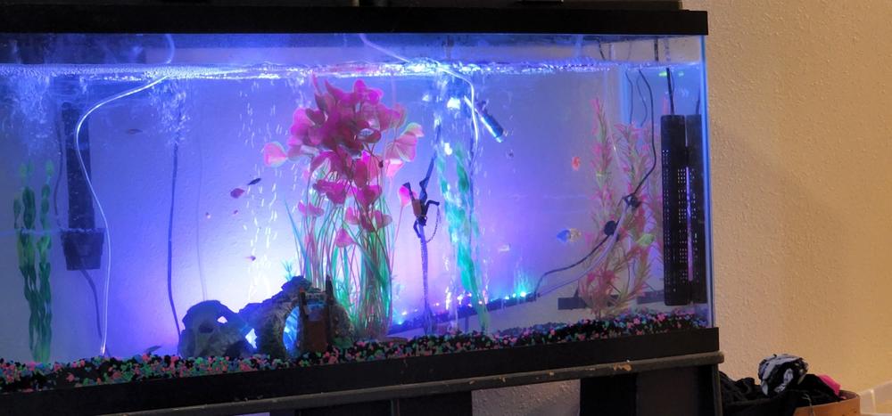 GloFish 20G Community Collections - Customer Photo From Amanda Beal