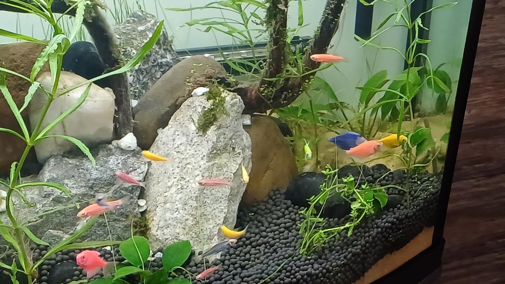 GloFish® 20G Community Set (16ct) - Customer Photo From Anonymous