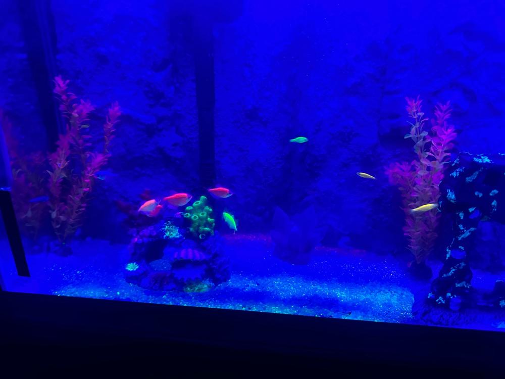 GloFish® 20G Skirt Community Set (16ct) - Customer Photo From Carlos Horton