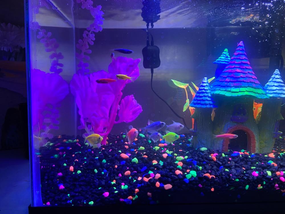 GloFish®10 Gallon Community Danio-Tetra 12ct Collection - Customer Photo From Brittany Gleaton