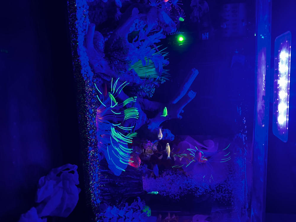 GloFish®10 Gallon Community Danio-Tetra 12ct Collection - Customer Photo From Ryan Eskridge