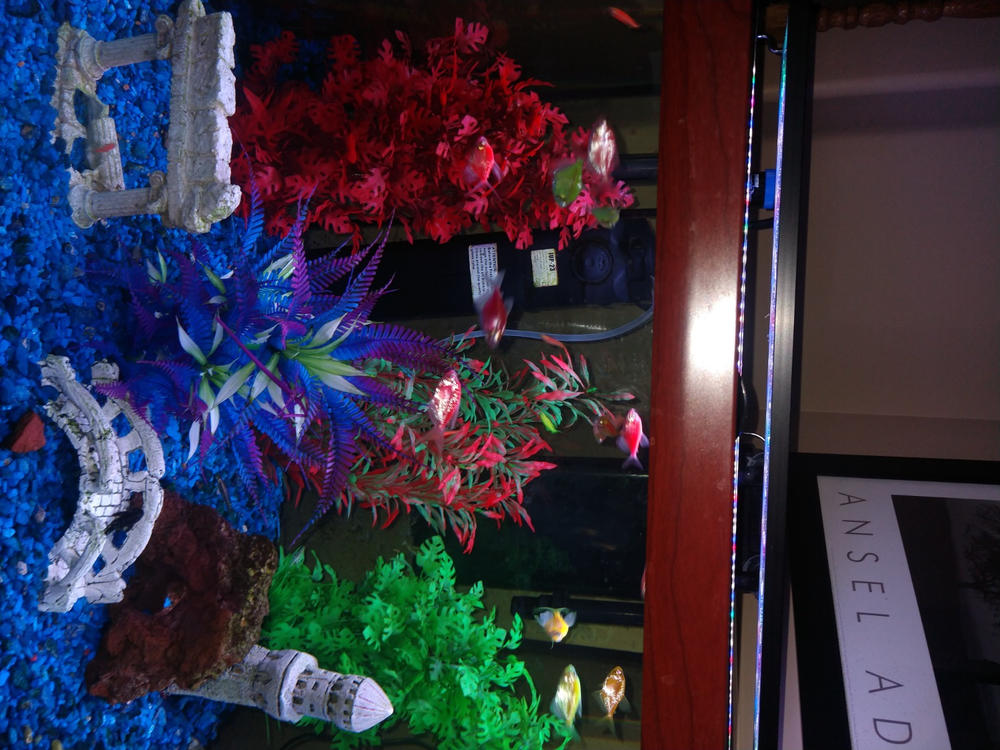 GloFish®10 Gallon Community Danio-Tetra 12ct Collection - Customer Photo From Anonymous