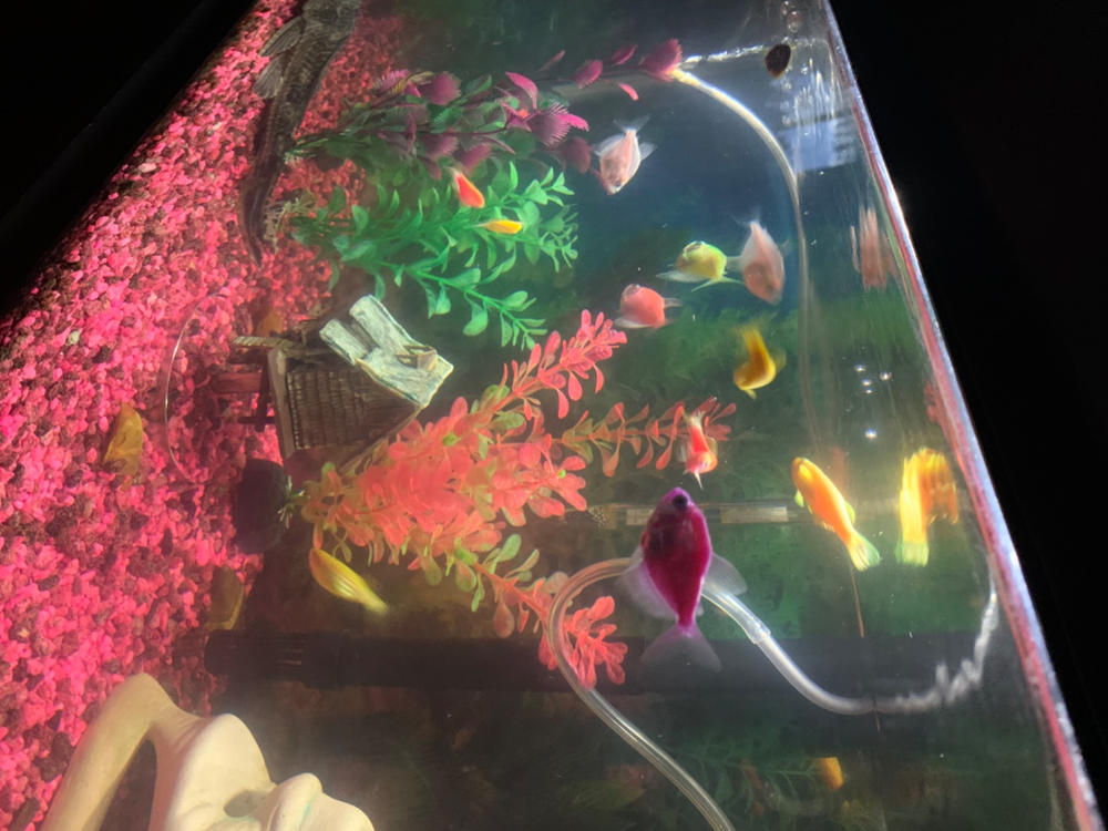 GloFish®10 Gallon Community Danio-Tetra 12ct Collection - Customer Photo From Eileen Williams