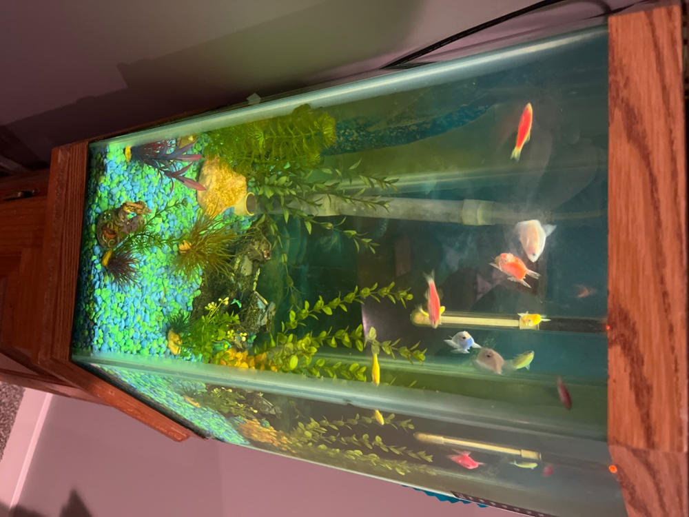 GloFish®10 Gallon Community Danio-Tetra 12ct Collection - Customer Photo From Heather Schultis
