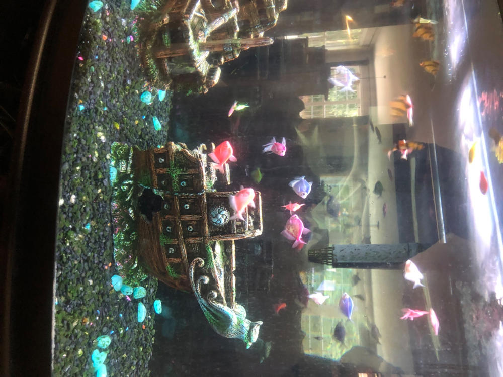 GloFish®10 Gallon Community Danio-Tetra 12ct Collection - Customer Photo From Kenneth Olsen