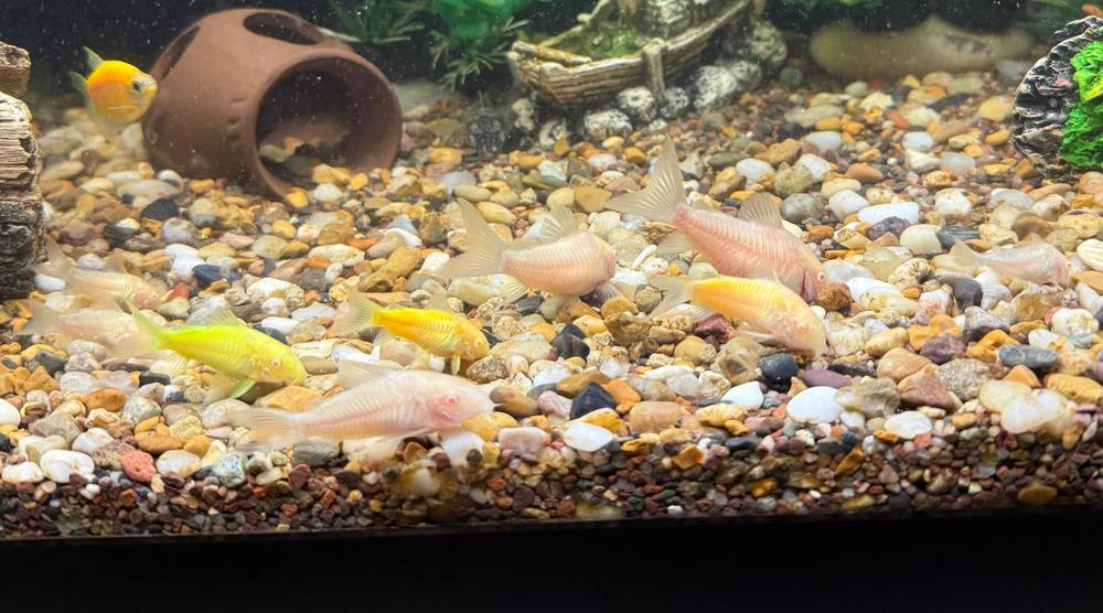 Albino Corydoras Catfish Set (3ct) - Customer Photo From Anonymous