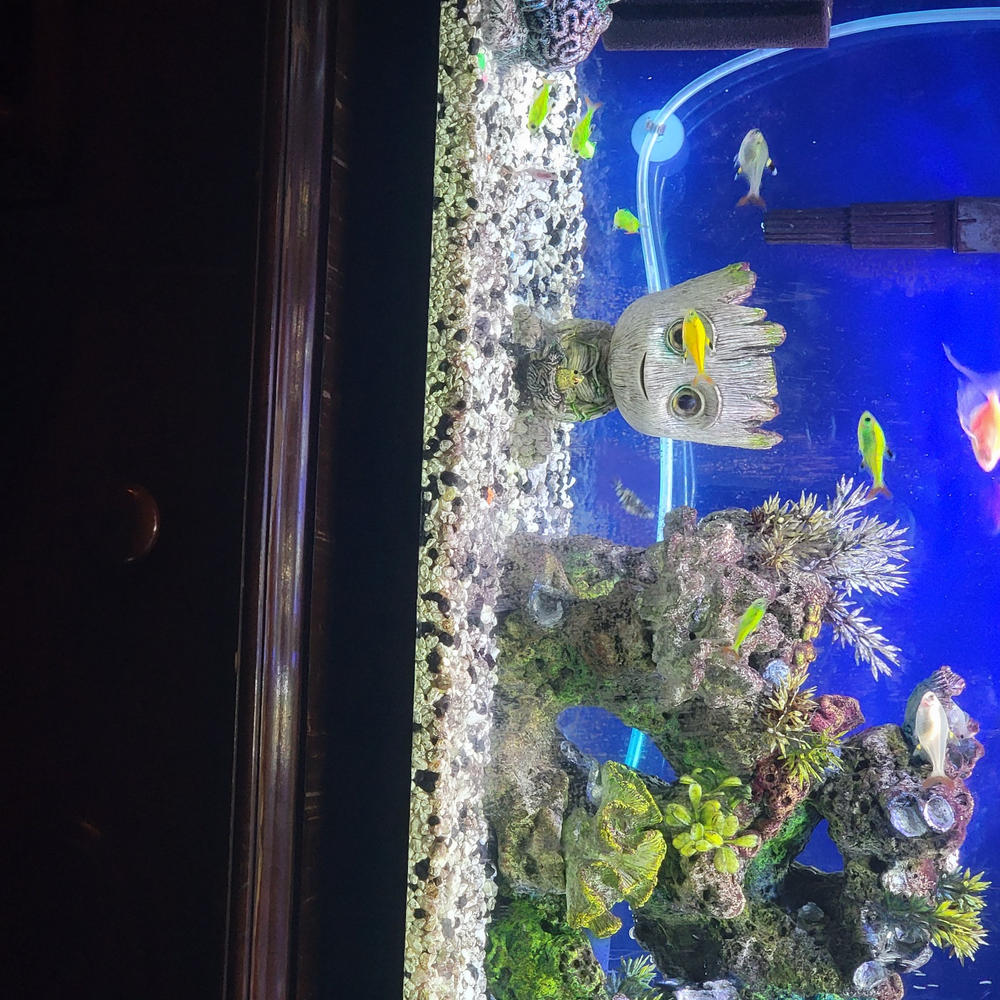 Assorted GloFish® Pristella Tetra 6pk - Customer Photo From Anonymous