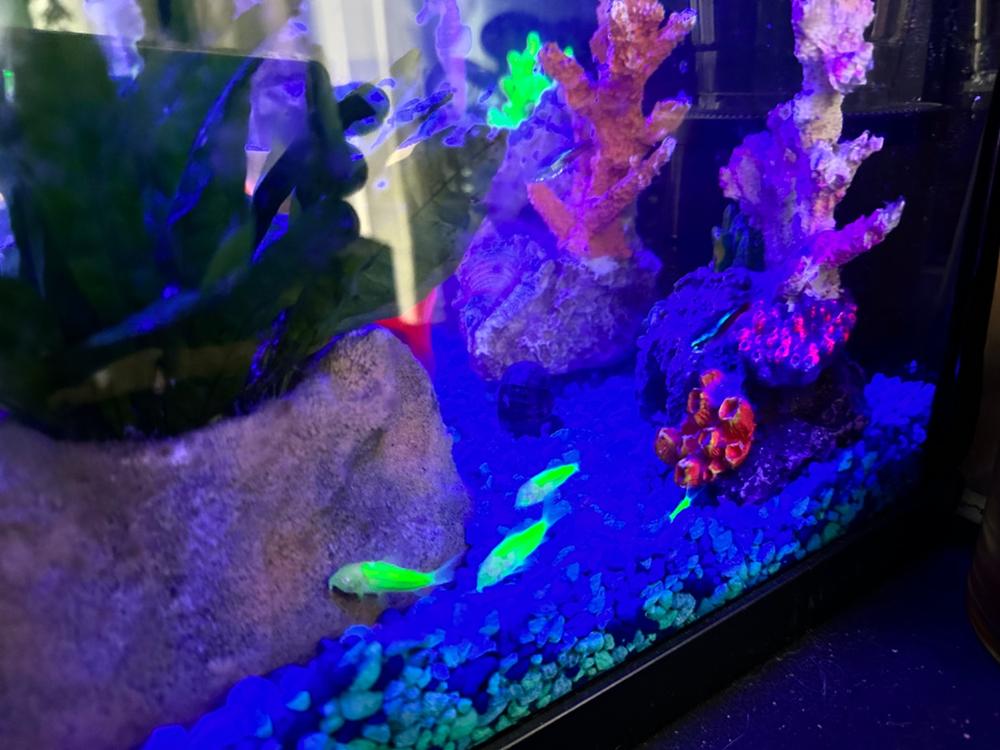 Assorted GloFish® Pristella Tetra 6pk (pristella maxilaris) - Customer Photo From Anonymous