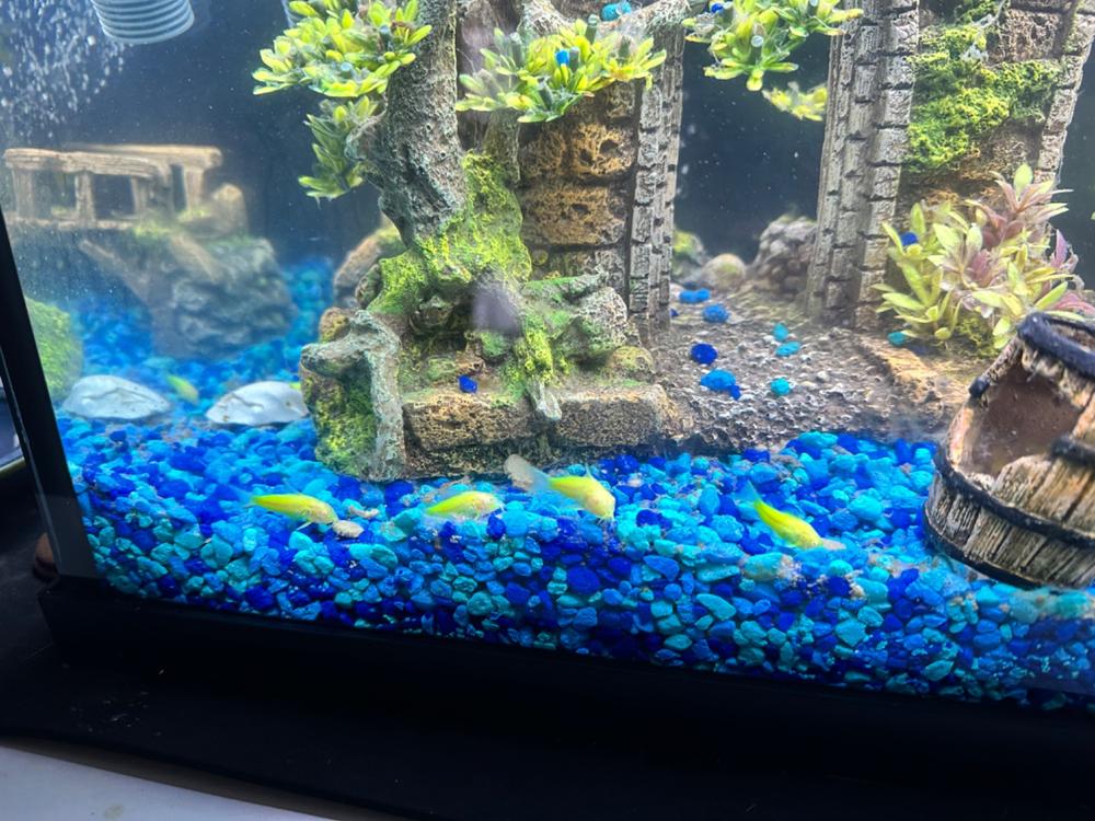 Assorted GloFish® Pristella Tetra 6pk (pristella maxilaris) - Customer Photo From Anonymous