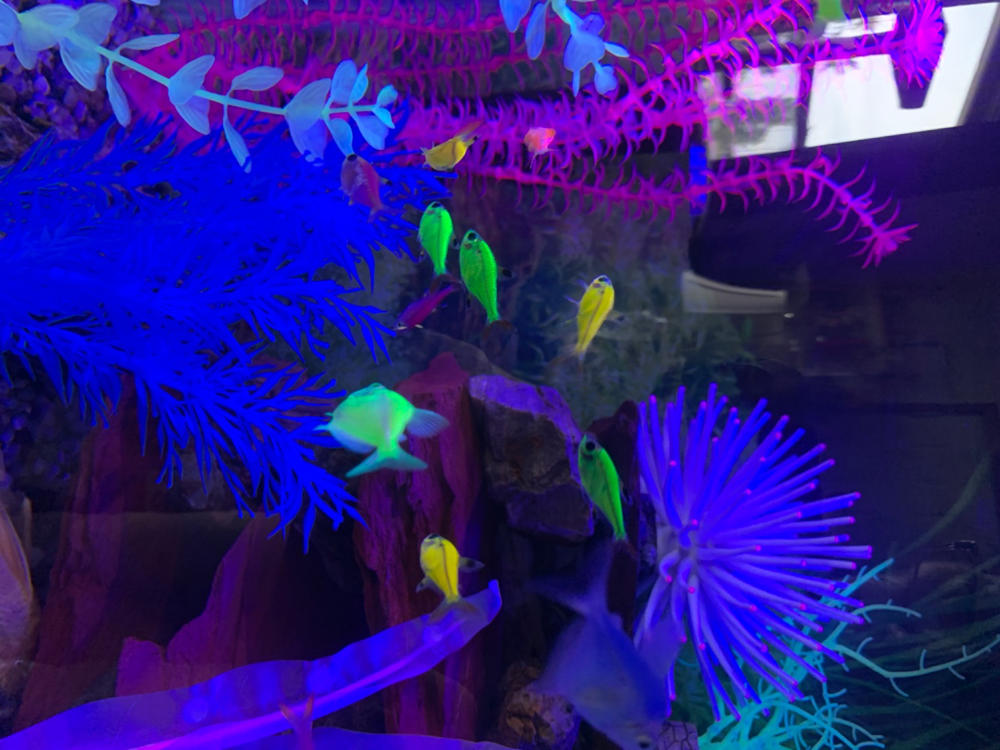 Assorted GloFish® Pristella Tetra 6pk - Customer Photo From Julie Kastelic