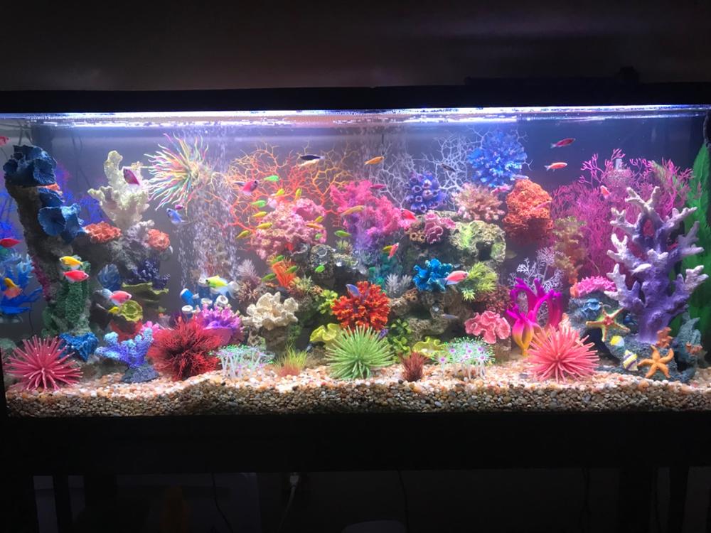 GloFish® Pristella Tetra add on - Customer Photo From Wanda Murphy