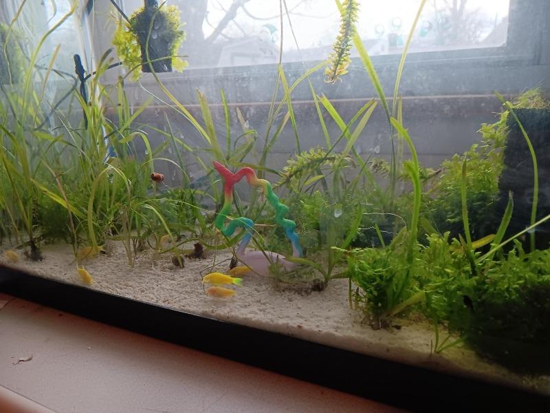GloFish® Electric Green® Corydoras Catfish Add-on 3pk - Customer Photo From Anonymous