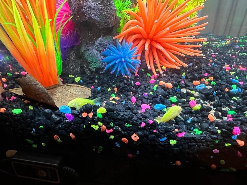 GloFish® Electric Green® Corydoras Catfish Add-on 3pk - Customer Photo From Brianne Bilyeu