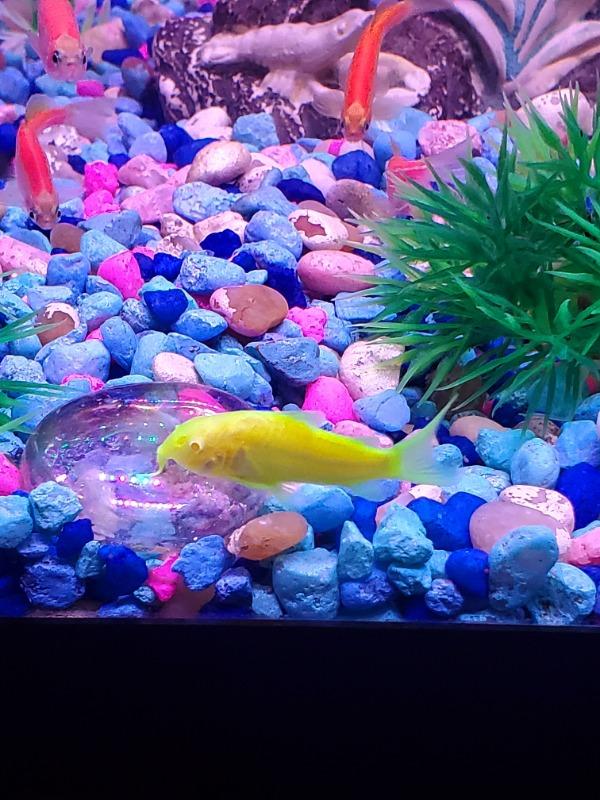 GloFish® Electric Green® Corydoras Catfish Add-on 3pk - Customer Photo From Anonymous