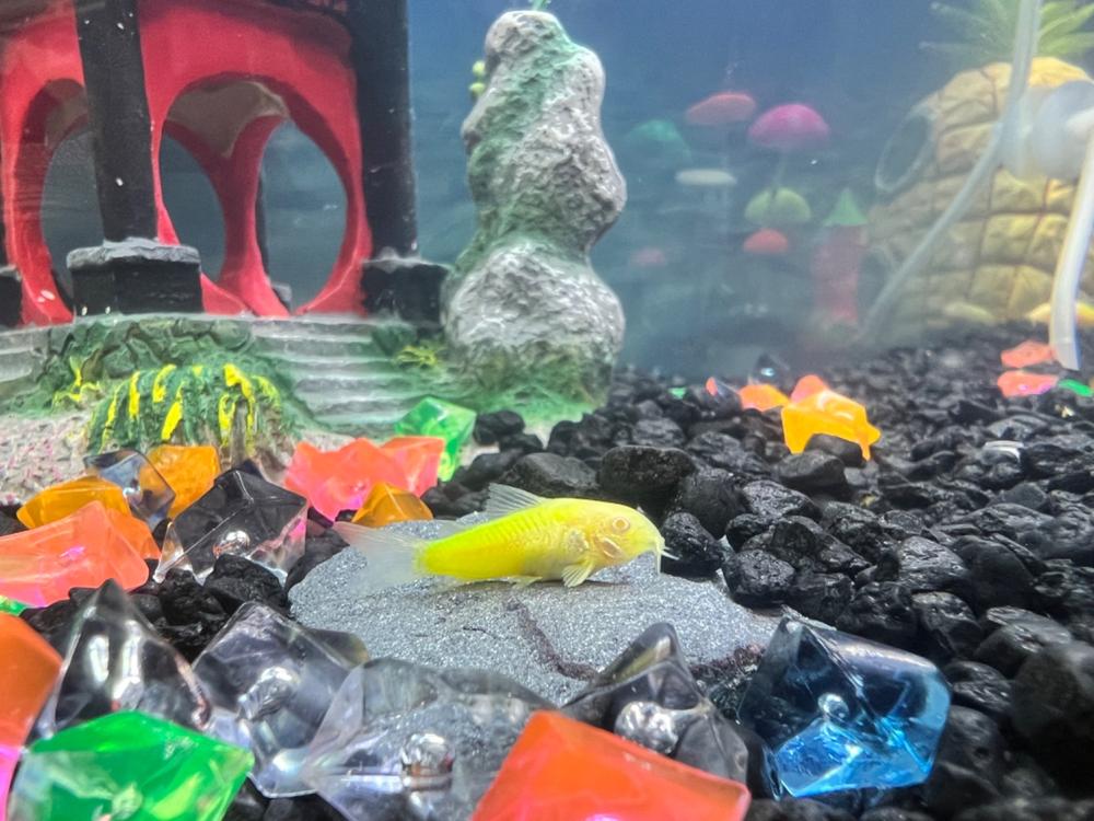 GloFish® Corydoras Single Color Set (3ct) - Customer Photo From Darren Page