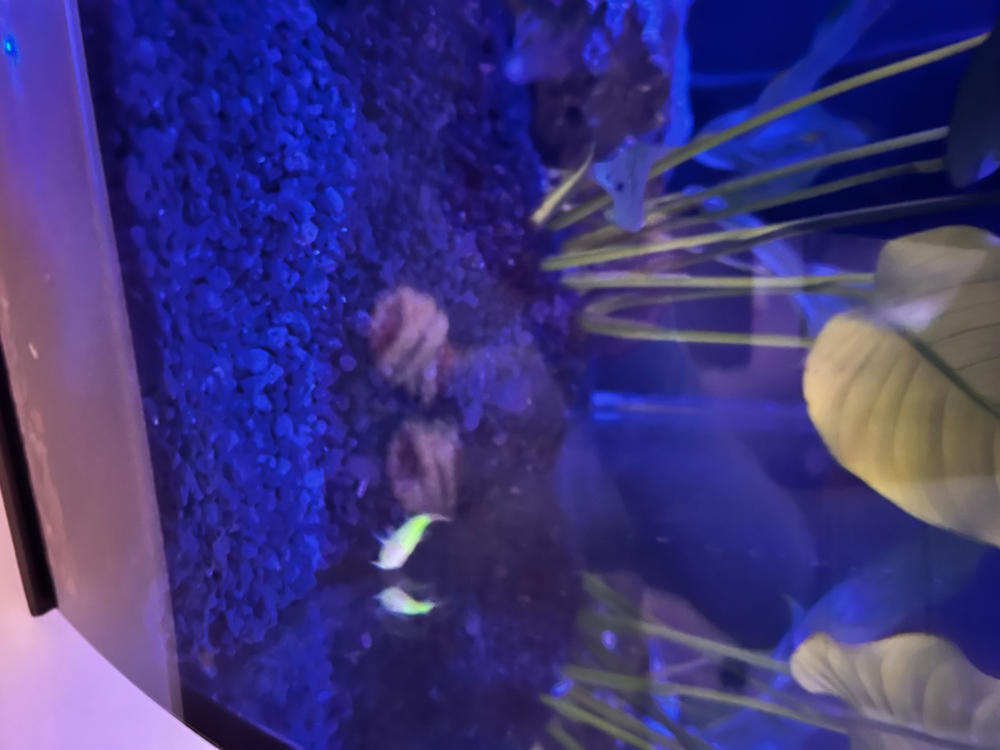GloFish® Electric Green® Corydoras Catfish Add-on 3pk - Customer Photo From Kristyn Mastrianni