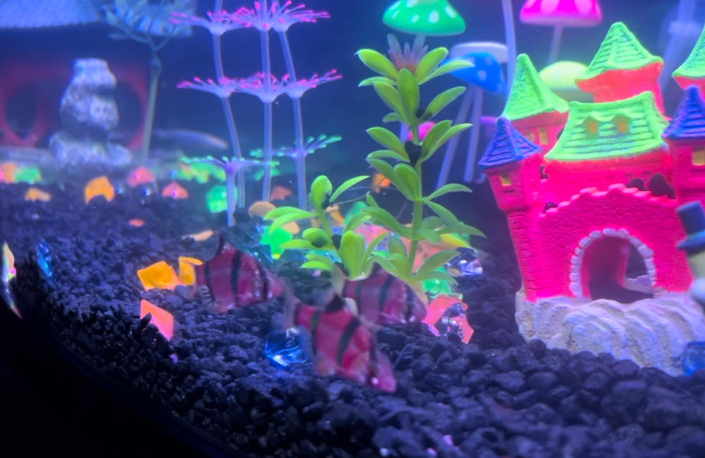 GloFish® Corydoras Single Color Set (3ct) - Customer Photo From Darren Page