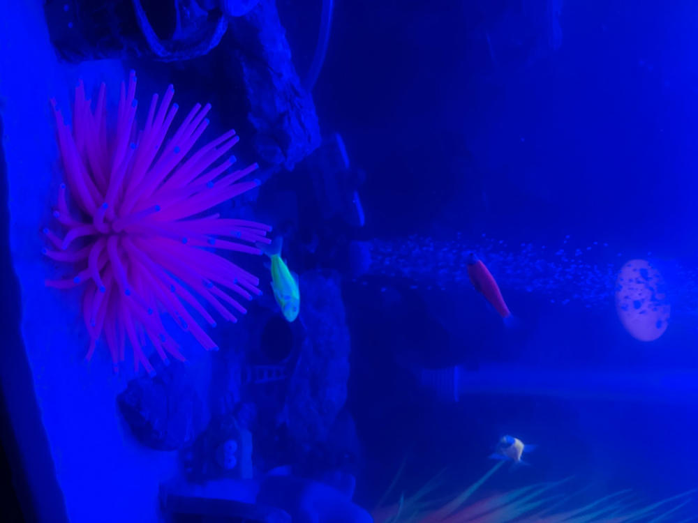 GloFish® Electric Green® Corydoras Catfish 6pk (corydoras aeneus) - Customer Photo From Patrick Berthiaume