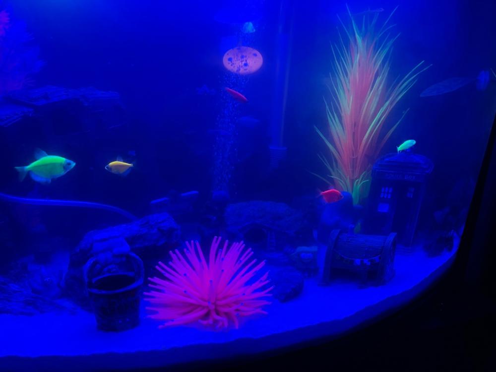 GloFish® Electric Green® Corydoras Catfish 6pk (corydoras aeneus) - Customer Photo From Patrick Berthiaume
