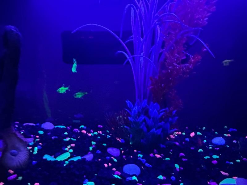 GloFish® Pristella Tetra Mixed Set (3ct) - Customer Photo From Michelle Molina