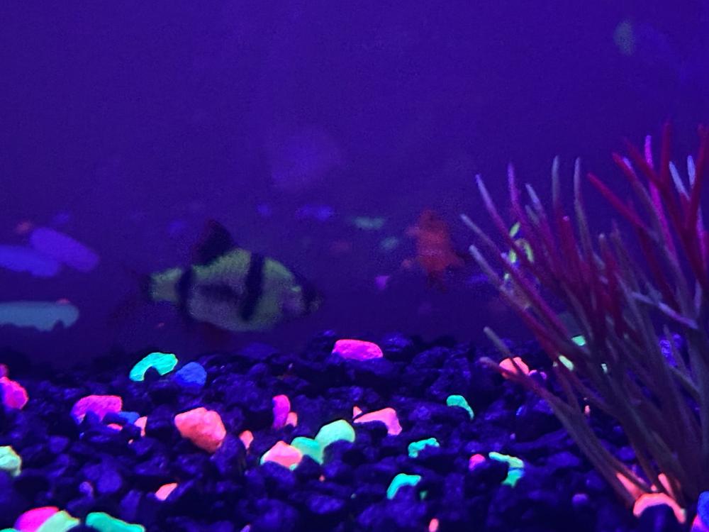 GloFish® Tiger Barb Mixed Set (3ct) - Customer Photo From Michelle Molina