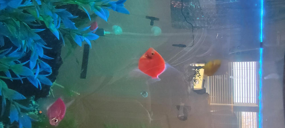 GloFish® Starfire Red® Angelfish (1 ct) - Customer Photo From Patrick McWhorter