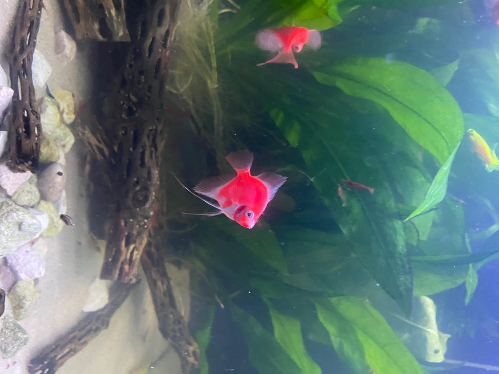 GloFish® Starfire Red® Angelfish (1 ct) - Customer Photo From Anonymous