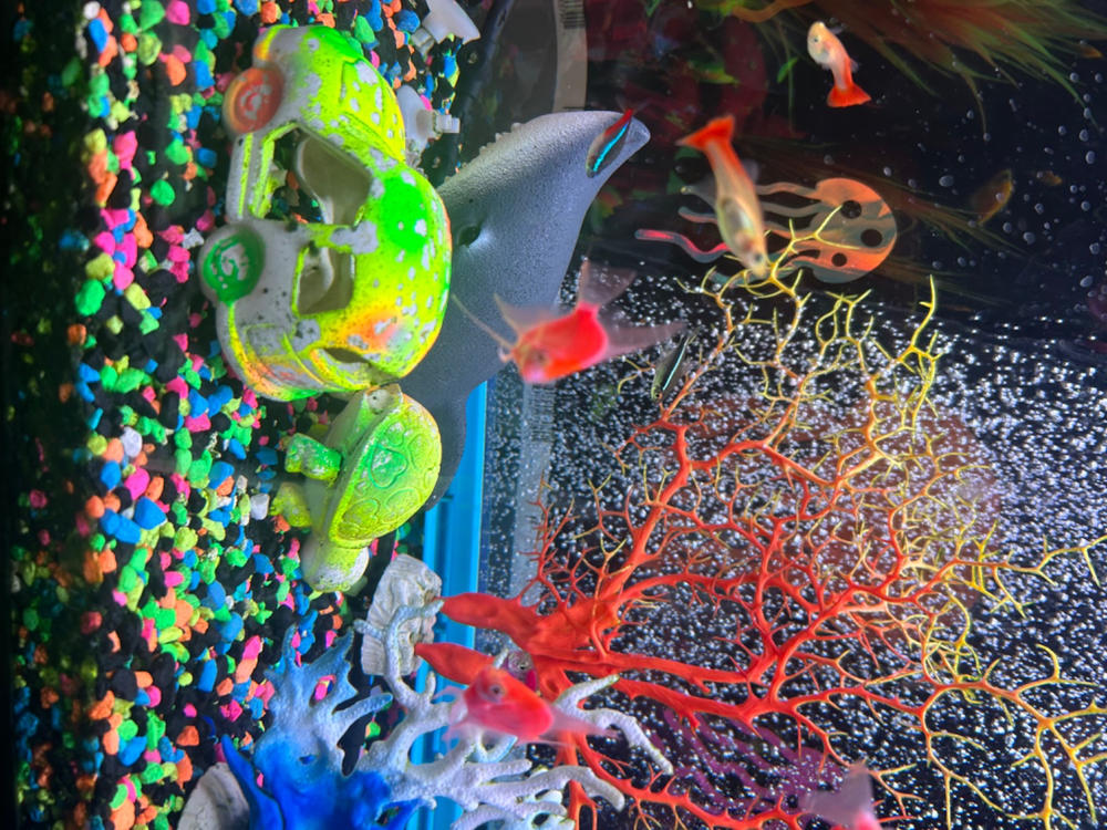 GloFish® Starfire Red® Angelfish (1 ct) - Customer Photo From John Robertson