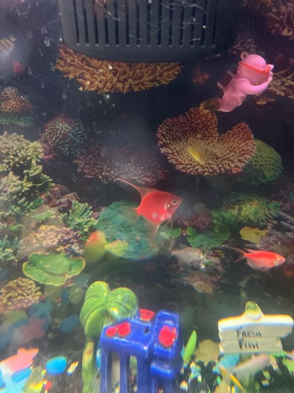 GloFish® Starfire Red® Angelfish (1 ct) - Customer Photo From Anonymous