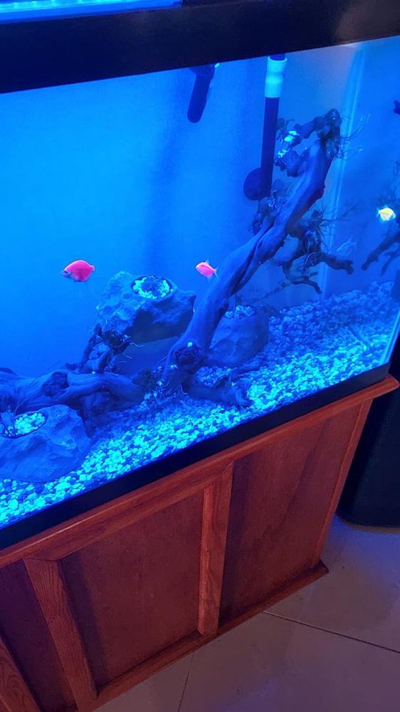 GloFish® Starfire Red® Angelfish (1 ct) - Customer Photo From Anonymous