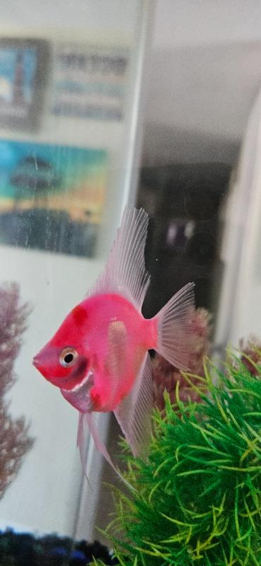 GloFish® Starfire Red® Angelfish (1 ct) - Customer Photo From Darlene Colmone