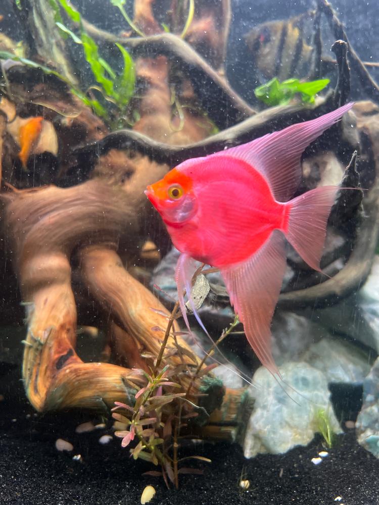 GloFish® Starfire Red® Angelfish (1 ct) - Customer Photo From John doe