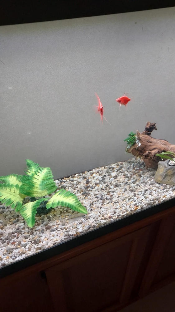 GloFish® Starfire Red® Angelfish (1 ct) - Customer Photo From Anonymous