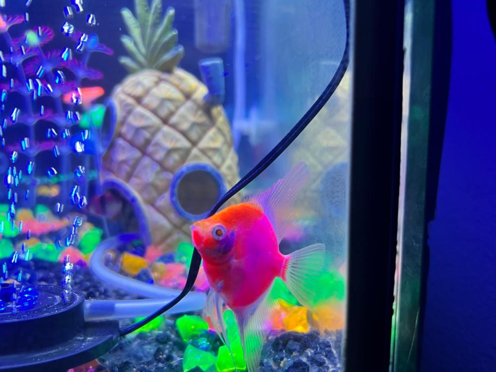 GloFish® Starfire Red® Angelfish (1 ct) - Customer Photo From Jeanne Shelton