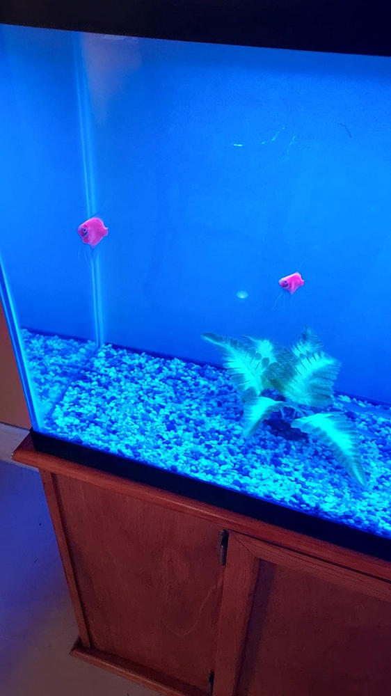 GloFish® Starfire Red® Angelfish (1 ct) - Customer Photo From Anonymous