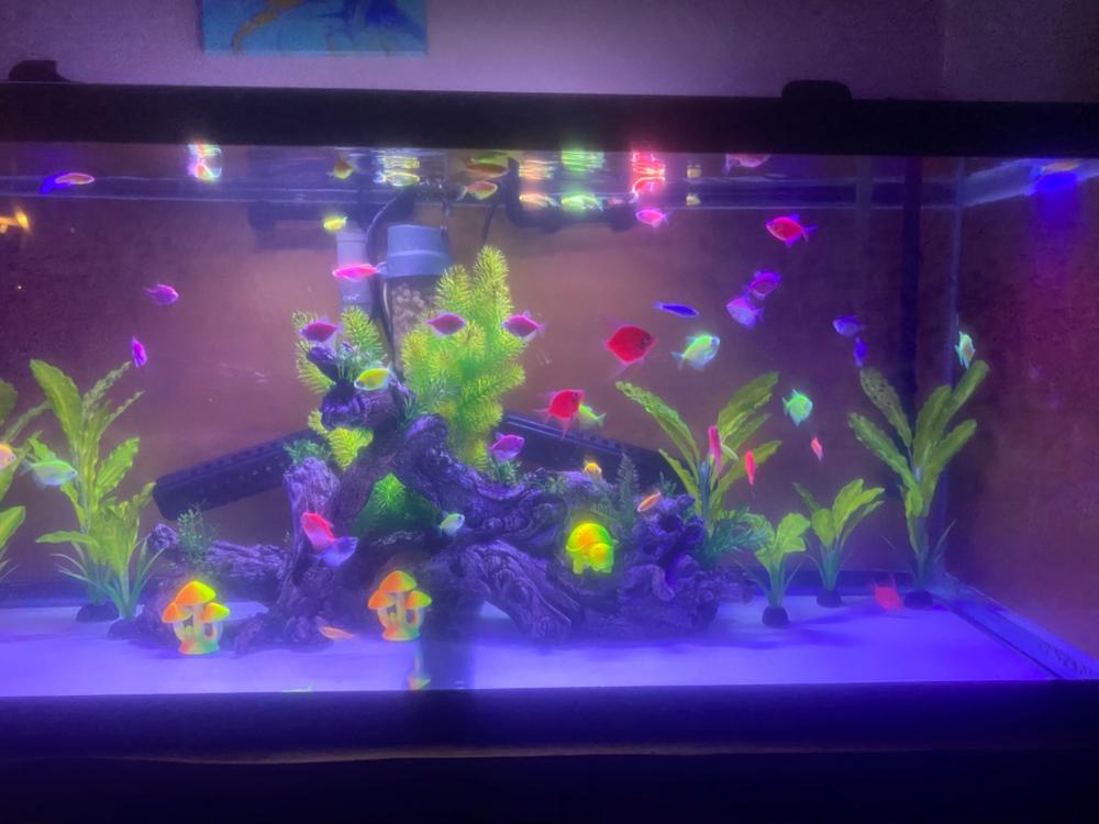 GloFish® Starfire Red® Angelfish (1 ct) - Customer Photo From Matt Parsons