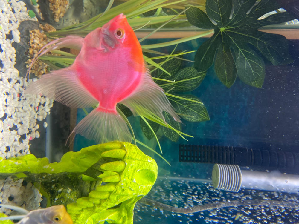 GloFish® Starfire Red® Large Angelfish (1 ct) - Customer Photo From Anonymous