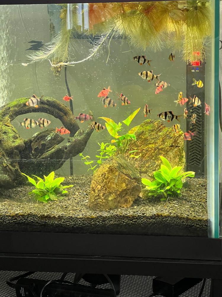 GloFish® Starfire Red® Tiger Barb Collection 6ct - Customer Photo From Flatima Dolor