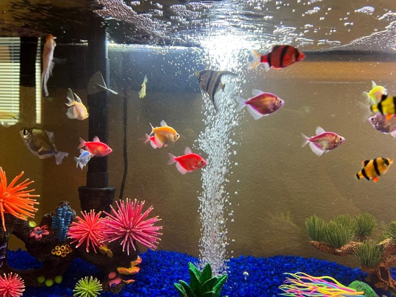GloFish® Starfire Red® Barb Collection - Customer Photo From Neil Cranek